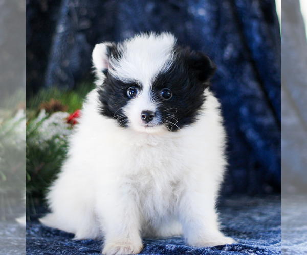 Medium Photo #1 Pomeranian Puppy For Sale in MANHEIM, PA, USA