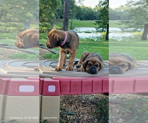 Medium Photo #6 Doberman Pinscher Puppy For Sale in BRANTLEY, AL, USA