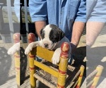 Puppy Puppy 2 American Bulldog