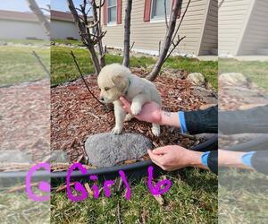 Great Pyrenees Puppy for sale in JANESVILLE, WI, USA
