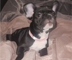 Small Photo #4 French Bulldog Puppy For Sale in GRAND TERRACE, CA, USA