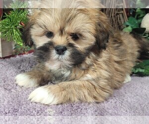 Lhasa Apso Puppy for sale in JAY, OK, USA