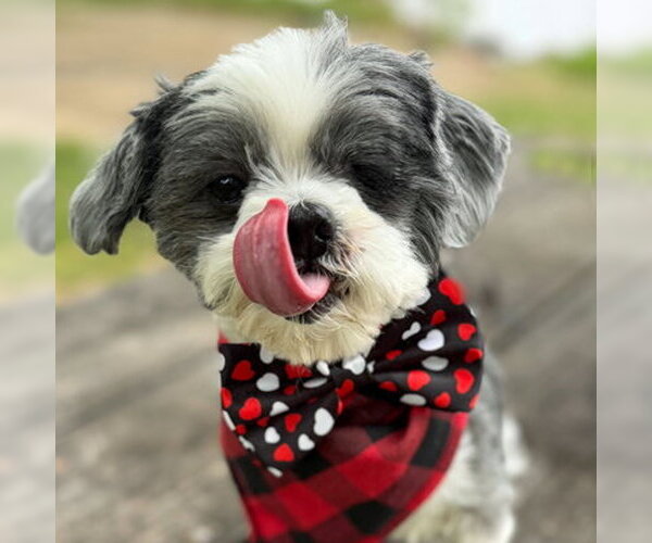 Medium Photo #9 Shih Tzu Puppy For Sale in Arlington, VA, USA