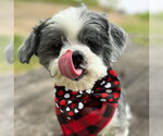 Small #8 Shih Tzu