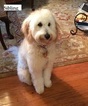 Small Photo #4 Goldendoodle Puppy For Sale in LINCOLN, AL, USA