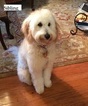 Small #3 Goldendoodle