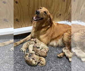 Mother of the Golden Retriever puppies born on 09/15/2022