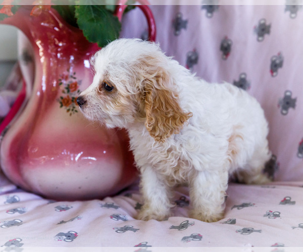Medium Photo #2 Cavapoo Puppy For Sale in WAKARUSA, IN, USA