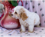 Small #1 Cavapoo