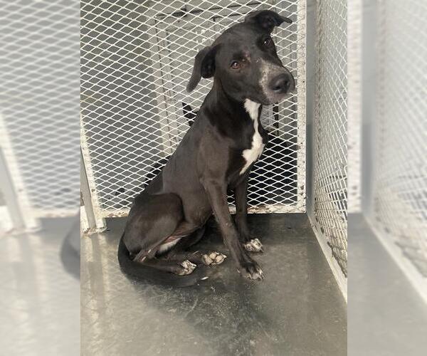 Medium Photo #1 American Pit Bull Terrier Puppy For Sale in Bakersfield, CA, USA