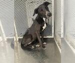 Small American Pit Bull Terrier