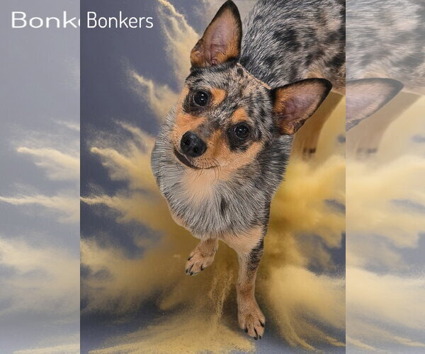 Medium Photo #1 Chihuahua-Texas Heeler Mix Puppy For Sale in Phelan, CA, USA