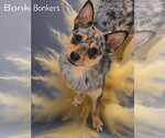 Small Chihuahua-Texas Heeler Mix