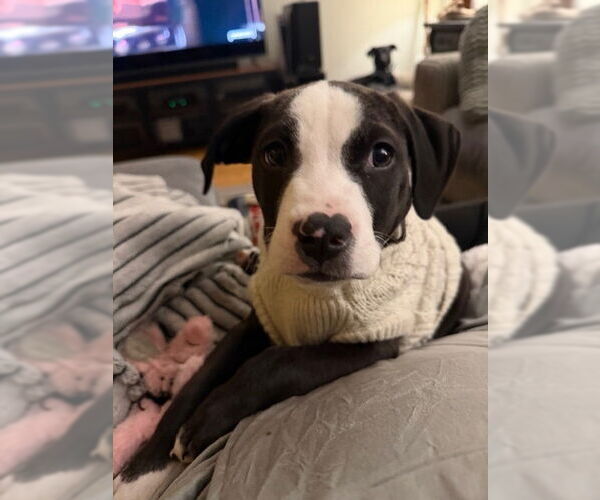 Medium Photo #1 American Pit Bull Terrier-Labrador Retriever Mix Puppy For Sale in Brewster, NY, USA