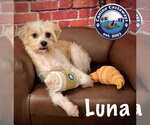 Small #2 Chihuahua-Norfolk Terrier Mix
