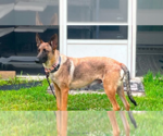 Small #10 Mutt