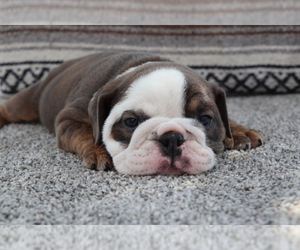 Bulldog Puppy for sale in SHILOH, OH, USA
