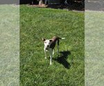 Small Photo #9 Unknown-Whippet Mix Puppy For Sale in Virginia Beach, VA, USA