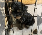 Small Photo #8 Yorkshire Terrier Puppy For Sale in NEWBURGH, IN, USA