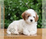 Small #5 Goldendoodle (Miniature)