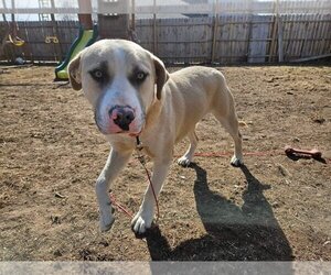 Labrador Retriever-Unknown Mix Dogs for adoption in New London, WI, USA