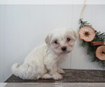 Small Photo #35 Maltipoo (Miniature) Puppy For Sale in SUGARCREEK, OH, USA
