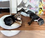 Small #3 American Pit Bull Terrier-Plott Hound Mix