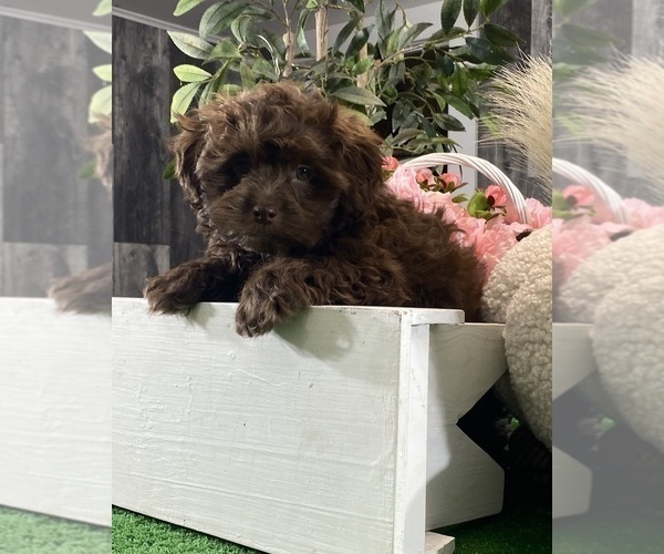 Medium Photo #4 Havanese Puppy For Sale in CANOGA, NY, USA