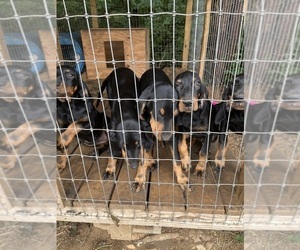 Black and Tan Coonhound Puppy for sale in MUNFORDVILLE, KY, USA