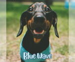 Small #1 Dachshund