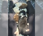 Image preview for Ad Listing. Nickname: Litter of 5