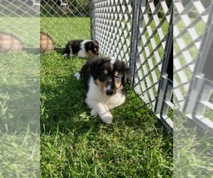 Scotch Collie Puppy for sale in LITTLE FALLS, MN, USA