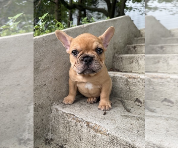 Medium Photo #32 French Bulldog Puppy For Sale in SAYREVILLE, NJ, USA