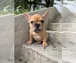 Small Photo #3 French Bulldog Puppy For Sale in SAYREVILLE, NJ, USA