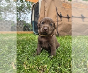 Labrador Retriever Puppy for Sale in MOUNT VERNON, Washington USA