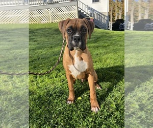 Boxer Puppy for sale in ACUSHNET, MA, USA