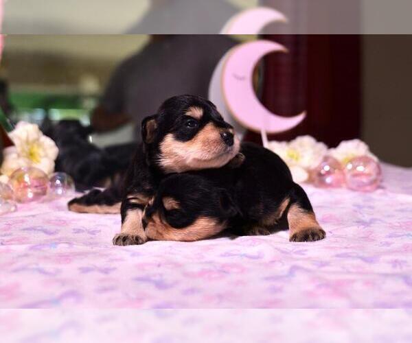 Medium Photo #3 Schnauzer (Miniature) Puppy For Sale in LEHIGH ACRES, FL, USA