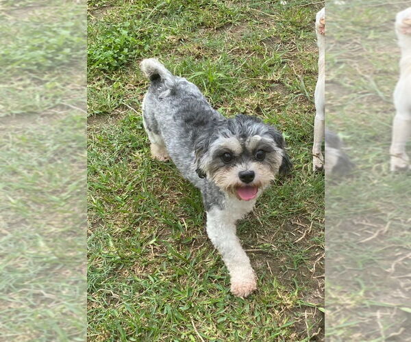 Medium Photo #5 Shih Tzu-Unknown Mix Puppy For Sale in Cranston, RI, USA