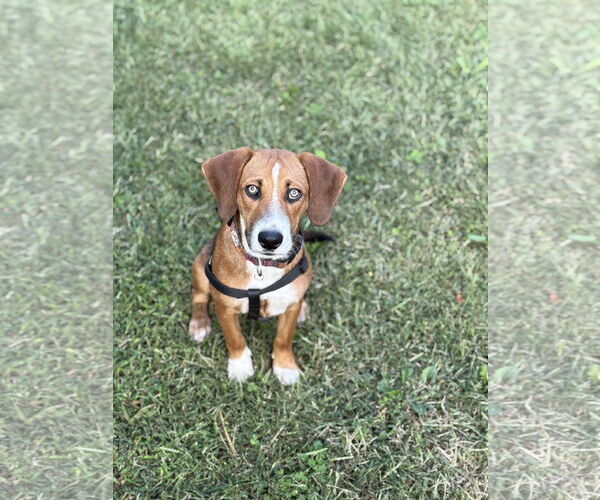 Medium Photo #3 Beagle-Unknown Mix Puppy For Sale in Doylestown, PA, USA