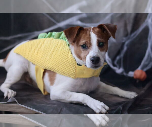 Medium Photo #64 Mutt Puppy For Sale in Philadelphia, PA, USA