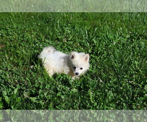 Pomeranian Puppy for sale in BLOOMINGTON, IN, USA
