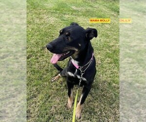 Doberman Pinscher-Staffordshire Bull Terrier Mix Dogs for adoption in Woodland Hills, CA, USA