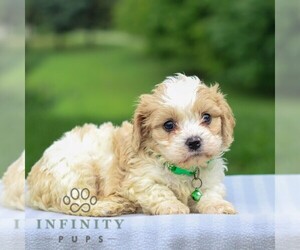 Cavachon Puppy for sale in ANNVILLE, PA, USA