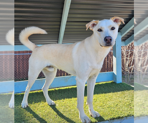 Medium Photo #2 Labsky Puppy For Sale in Decatur, GA, USA