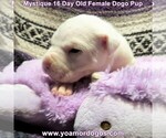 Small Photo #25 Dogo Argentino Puppy For Sale in JANE, MO, USA