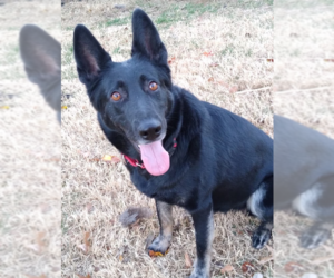 Sambra - Female German Shepherd Dog Dog for Adoption - Photo #3