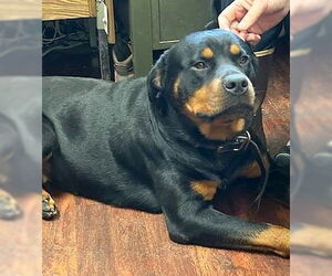 Rottweiler Dogs for adoption in Rockaway, NJ, USA