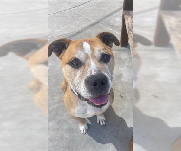 Medium Photo #1 Mutt Puppy For Sale in Martinez, CA, USA