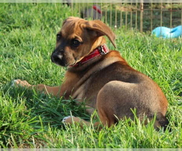 Medium Photo #11 Boxer Puppy For Sale in Clinton , MI, USA