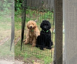 Goldendoodle Puppy for sale in MUSKEGON, MI, USA